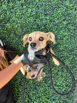 58803258, Adult Female Chihuahua