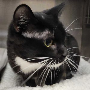 Petunia, Adult Female Domestic Short Hair