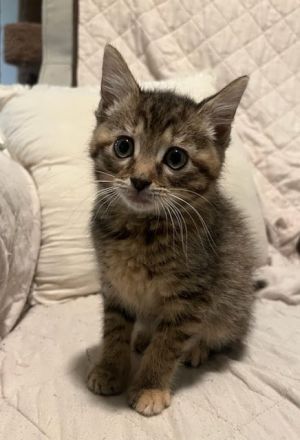 Tiger Lilly, Baby Female Domestic Short Hair