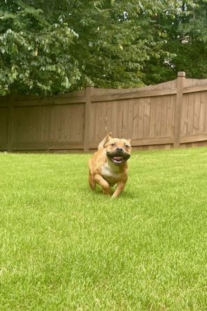 Rainbow, Adult Female French Bulldog