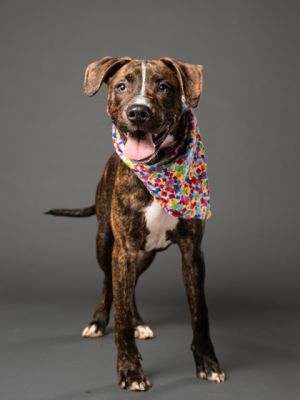 Tallahassee, Young Male Pit Bull Terrier