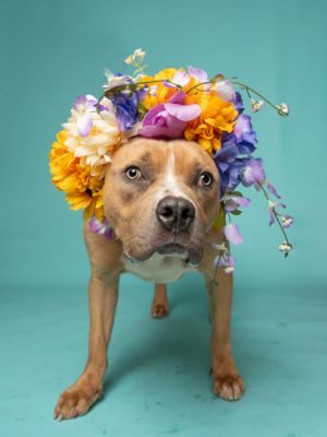 Slinko Pit Bull Terrier Dog
