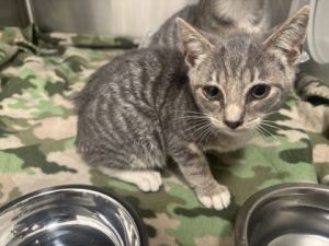 Brick, Baby Female Domestic Short Hair