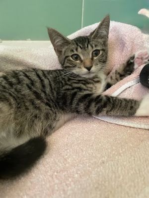 Backdraft [Foster], Baby Male Domestic Short Hair