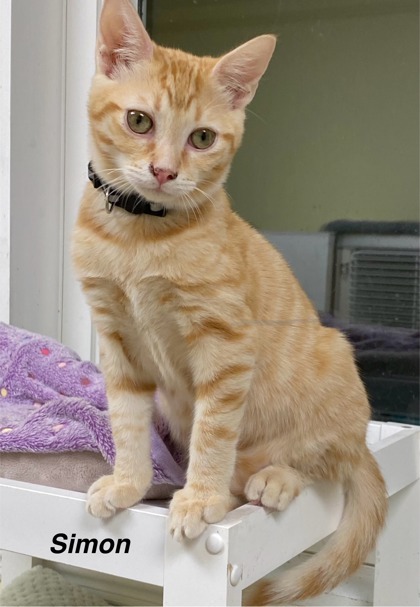 Simon