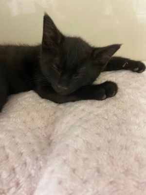 Darth Vader, Baby Male Domestic Short Hair
