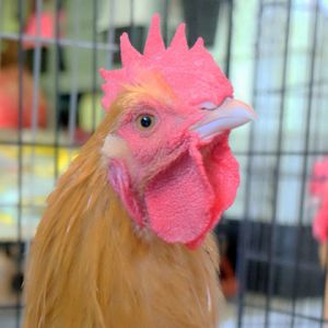 Chicken in Boots, Adult Male unknown