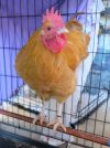 Chicken in Boots photo 2