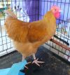 Chicken in Boots photo 3