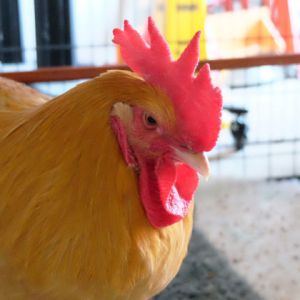 Chicken in a Hat, Adult Male unknown