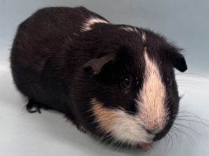 Oreo, Adult Male unknown