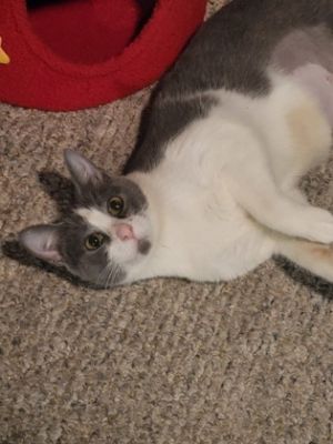 Kenzie, Adult Female unknown