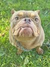 Miss Piggy photo 1