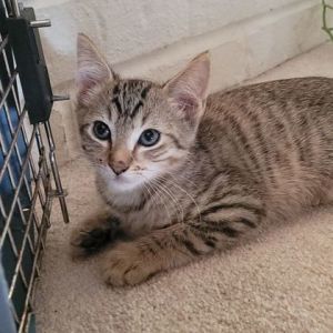 Huey, Baby Male Domestic Short Hair