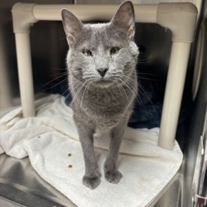 Chirp, Adult Female Domestic Short Hair