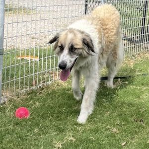 Joffrey, Senior Male Great Pyrenees