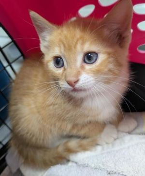 Harbor 976-25 Domestic Short Hair Cat