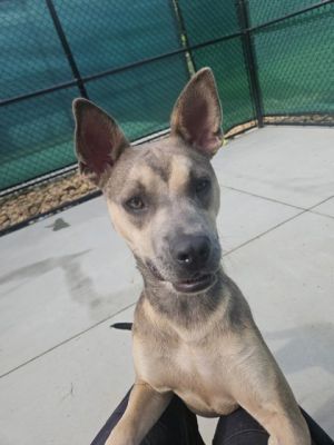A gentle soul with a playful heart Seashell is the sweetest little pup who loves cuddles sunshine