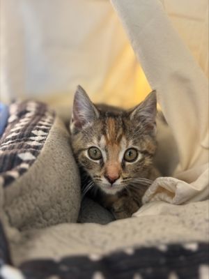 Sanibel 781-25 Domestic Short Hair Cat