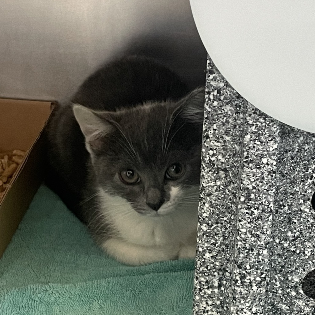 Pico de Gato