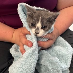 Avocato - IN FOSTER, Baby Female Domestic Short Hair