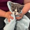 Avocato - IN FOSTER photo 2