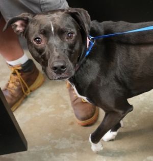 Ella, Young Female Catahoula Leopard Dog