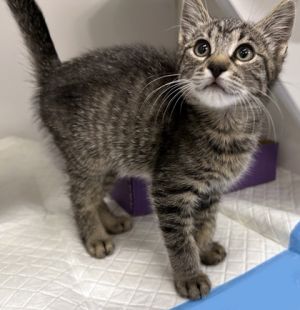 Izzy, Baby Female Domestic Short Hair