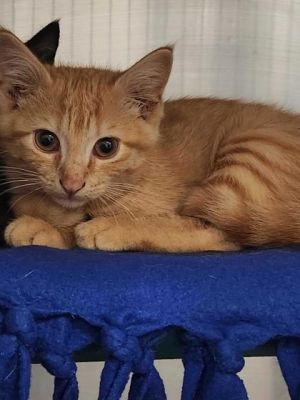 Steve, Adult Male Domestic Short Hair