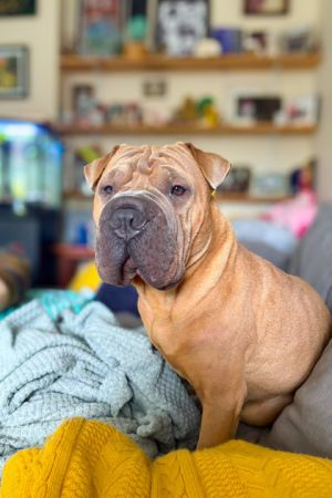 Romeo, Adult Male Shar-Pei