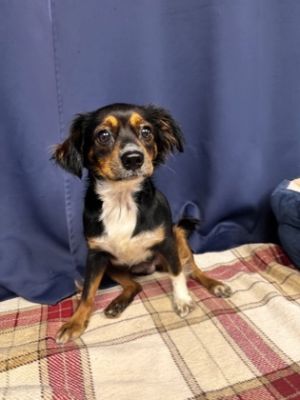 Sweetie Girl, Adult Female Mixed Breed