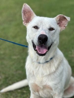 Wolfie, Adult Male Husky