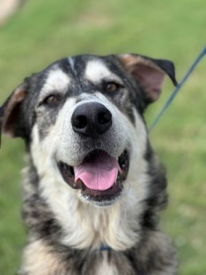 Kash, Adult Male Husky