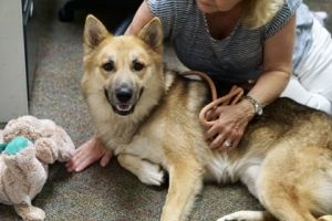 Donnie, Adult Male German Shepherd Dog