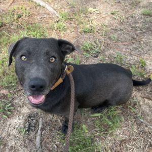 Ollie, Young Male Dachshund