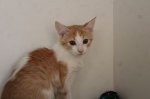 Duvet, Baby Male Domestic Short Hair