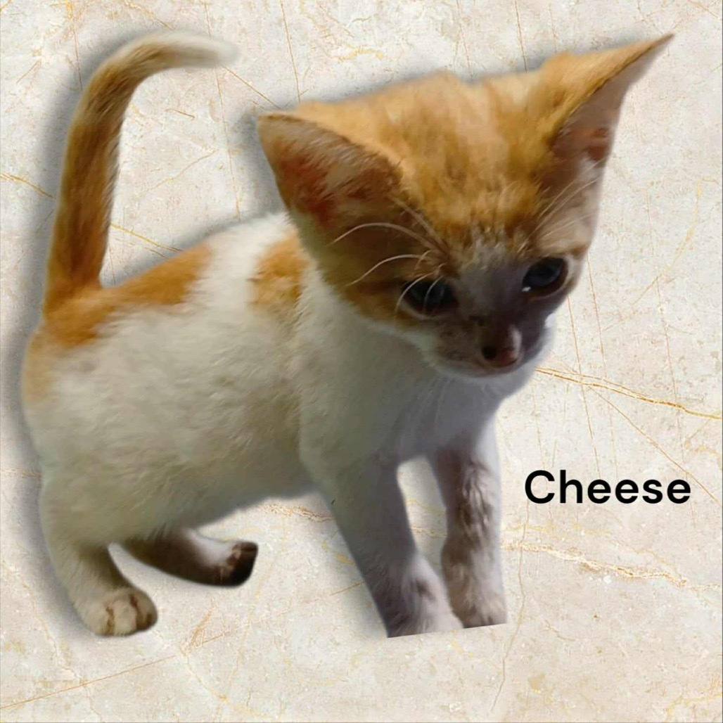 Cheese