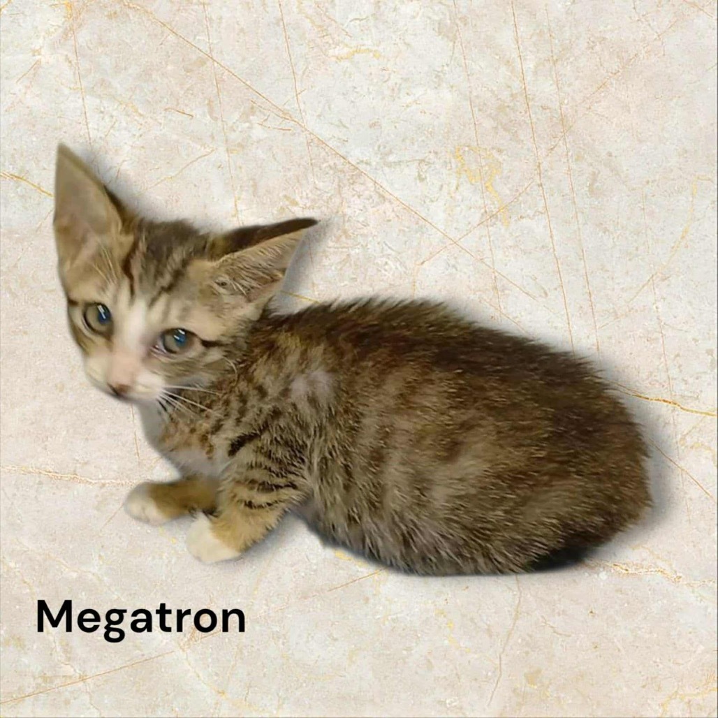 Megatron