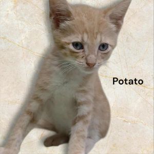 Potato, Baby Male Domestic Short Hair