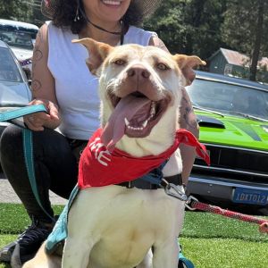 Zazu, Adult Male Mixed Breed