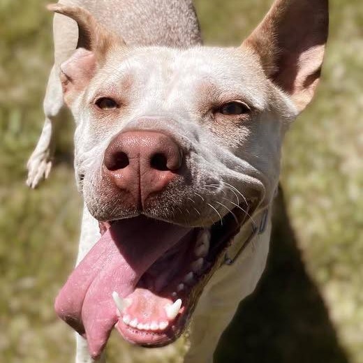 Zazu, an adoptable Mixed Breed in Mount Shasta, CA, 96067 | Photo Image 2