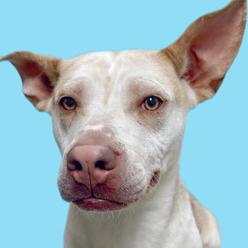 Zazu, an adoptable Mixed Breed in Mount Shasta, CA, 96067 | Photo Image 3