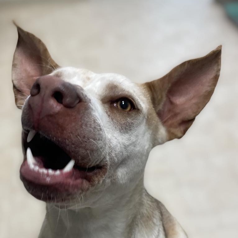 Zazu, an adoptable Mixed Breed in Mount Shasta, CA, 96067 | Photo Image 4