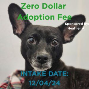 Skeeter, Senior Male Chihuahua