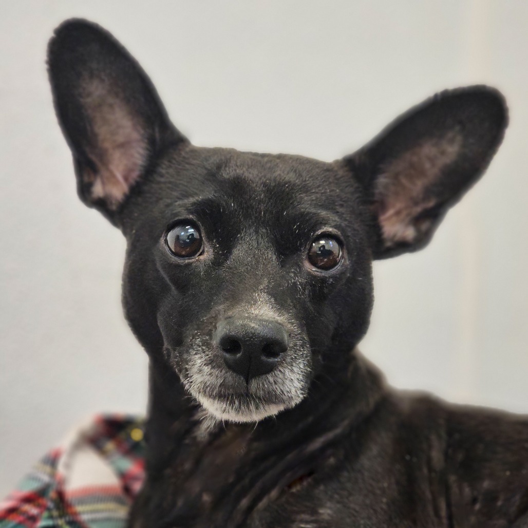Skeeter, an adoptable Chihuahua, Rat Terrier in Mount Shasta, CA, 96067 | Photo Image 2
