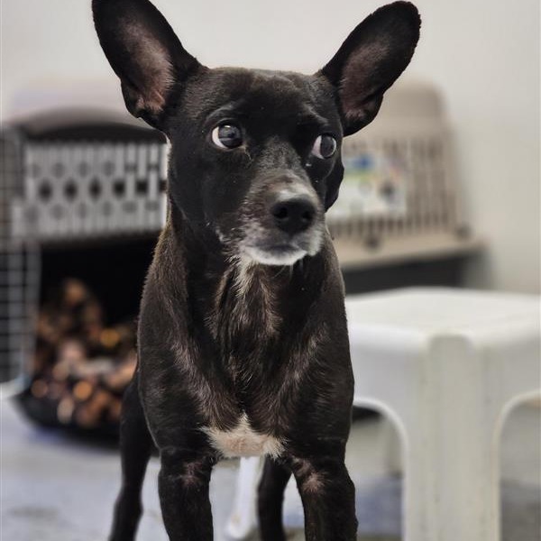 Skeeter, an adoptable Chihuahua, Rat Terrier in Mount Shasta, CA, 96067 | Photo Image 4