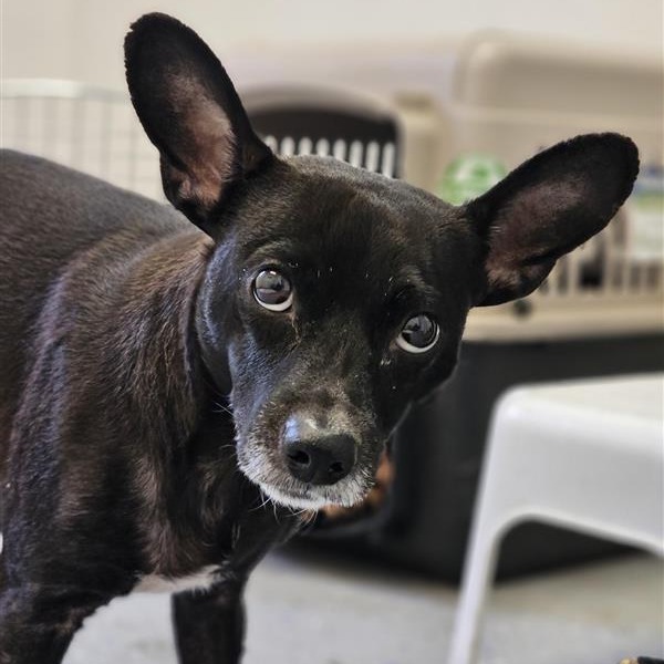 Skeeter, an adoptable Chihuahua, Rat Terrier in Mount Shasta, CA, 96067 | Photo Image 5