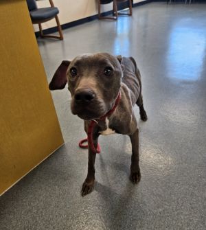Ellie, Young Female Pit Bull Terrier