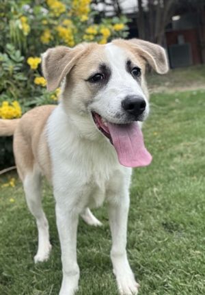 Maximus