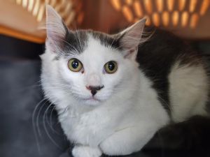 Dill, Young Female Domestic Short Hair